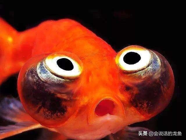 朋友圈發(fā)龍魚(yú)怎么說(shuō)話，朋友圈發(fā)龍魚(yú)怎么說(shuō)話說(shuō)話：如何在朋友圈發(fā)龍魚(yú)？