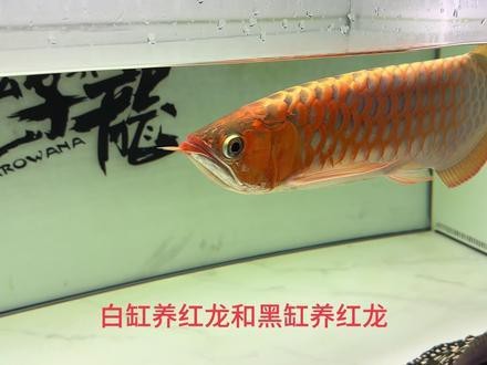 紅龍魚上色秘訣是什么呢