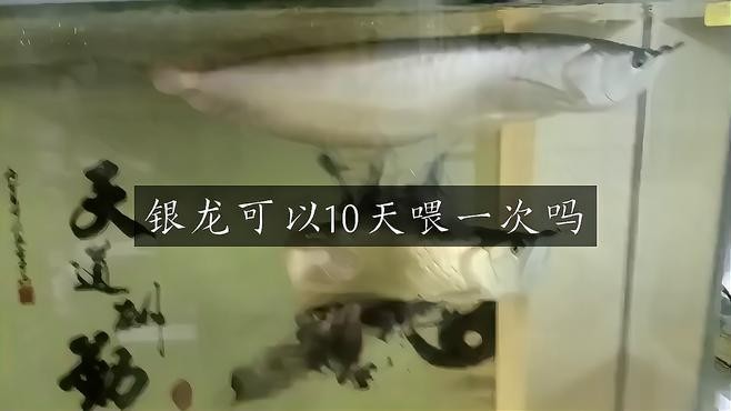 銀龍魚吃什么最好 銀龍魚吃什么最好 龍魚百科 第9張