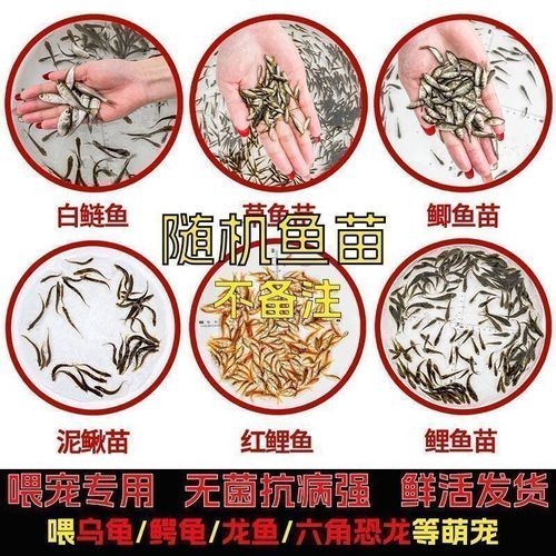 銀龍魚吃什么最好 銀龍魚吃什么最好 龍魚百科 第3張