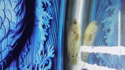 金龍魚vs銀龍魚混養：金龍魚與銀龍魚能不能混養金龍魚與銀龍魚能混養嗎