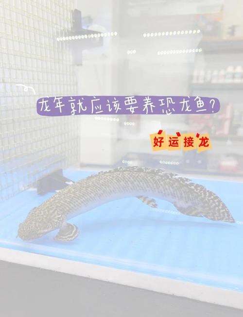 恐龍魚的照片