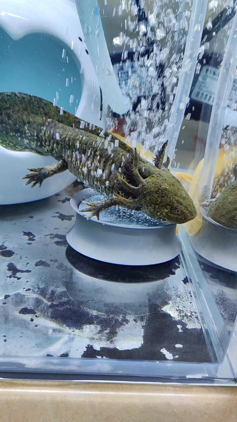 恐龍魚的照片