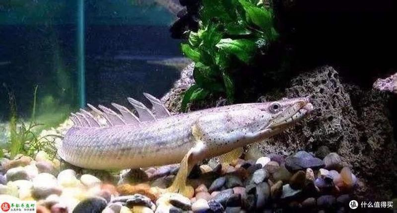 恐龍魚的照片