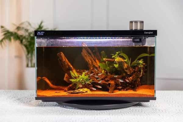 爬將軍魚缸怎么樣？：爬將軍魚缸適合養(yǎng)什么魚