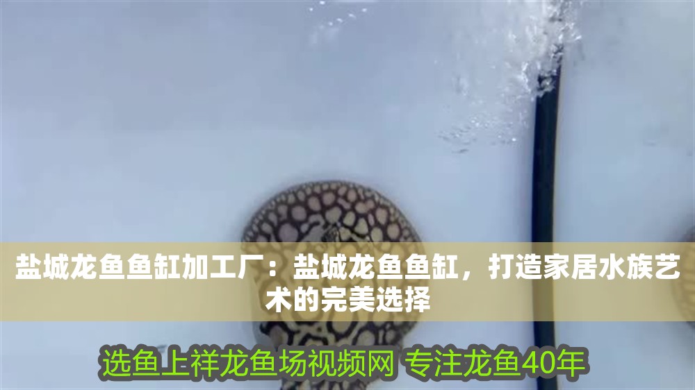 鹽城龍魚魚缸加工廠：鹽城龍魚魚缸，打造家居水族藝術的完美選擇 鹽城龍魚魚缸加工廠：鹽城龍魚魚缸，打造家居水族藝術的完美選擇 魚缸百科 第1張
