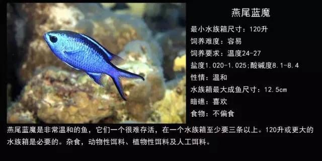 鹽城龍魚魚缸加工廠：鹽城龍魚魚缸，打造家居水族藝術的完美選擇 鹽城龍魚魚缸加工廠：鹽城龍魚魚缸，打造家居水族藝術的完美選擇 魚缸百科 第3張