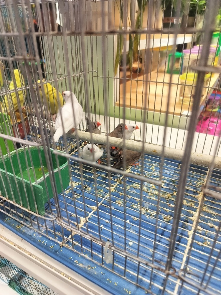 可愛的鳥 可愛的鳥 龍魚論壇