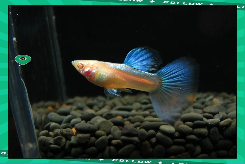 紅眼火炬紅孔雀魚(yú)魚(yú) 紅眼火炬紅孔雀魚(yú)魚(yú) 龍魚(yú)論壇 第5張