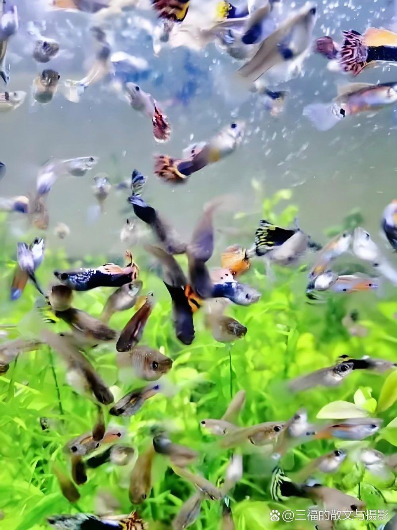 紅眼火炬紅孔雀魚(yú)魚(yú) 紅眼火炬紅孔雀魚(yú)魚(yú) 龍魚(yú)論壇 第7張