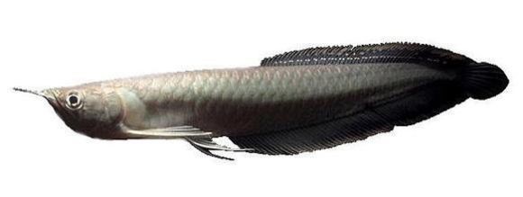 龍魚的英文名叫什么名字：深海龍魚的特點
