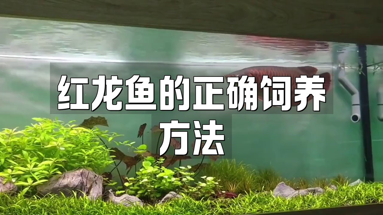 紅龍魚哪個品牌最好養