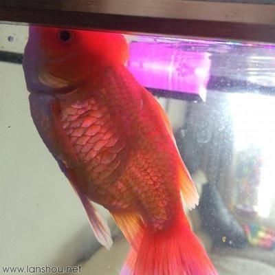 魚缸vc用法用量:維生素c在魚缸中使用維生素c用于增強魚體免疫力和促進新陳代謝 魚缸百科 第3張 魚缸vc用法用量:維生素c在魚缸中使用維生素c用于增強魚體免疫力和促進新陳代謝 魚缸vc用法用量:維生素c在魚缸中使用維生素c用于增強魚體免疫力和促進新陳代謝 魚缸百科 第3張
