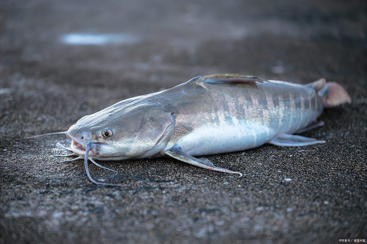 鮰魚為什么是最臟的魚