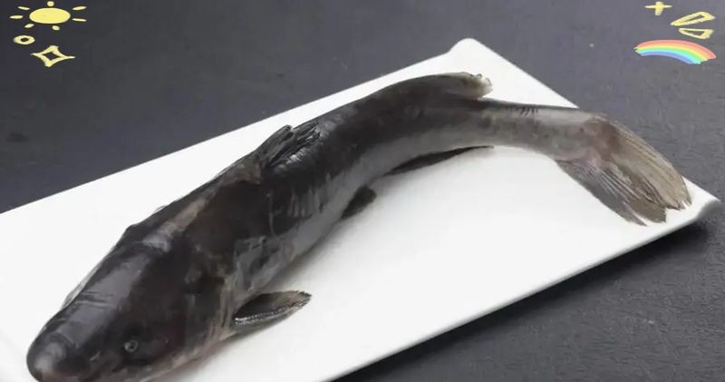 鮰魚為什么是最臟的魚