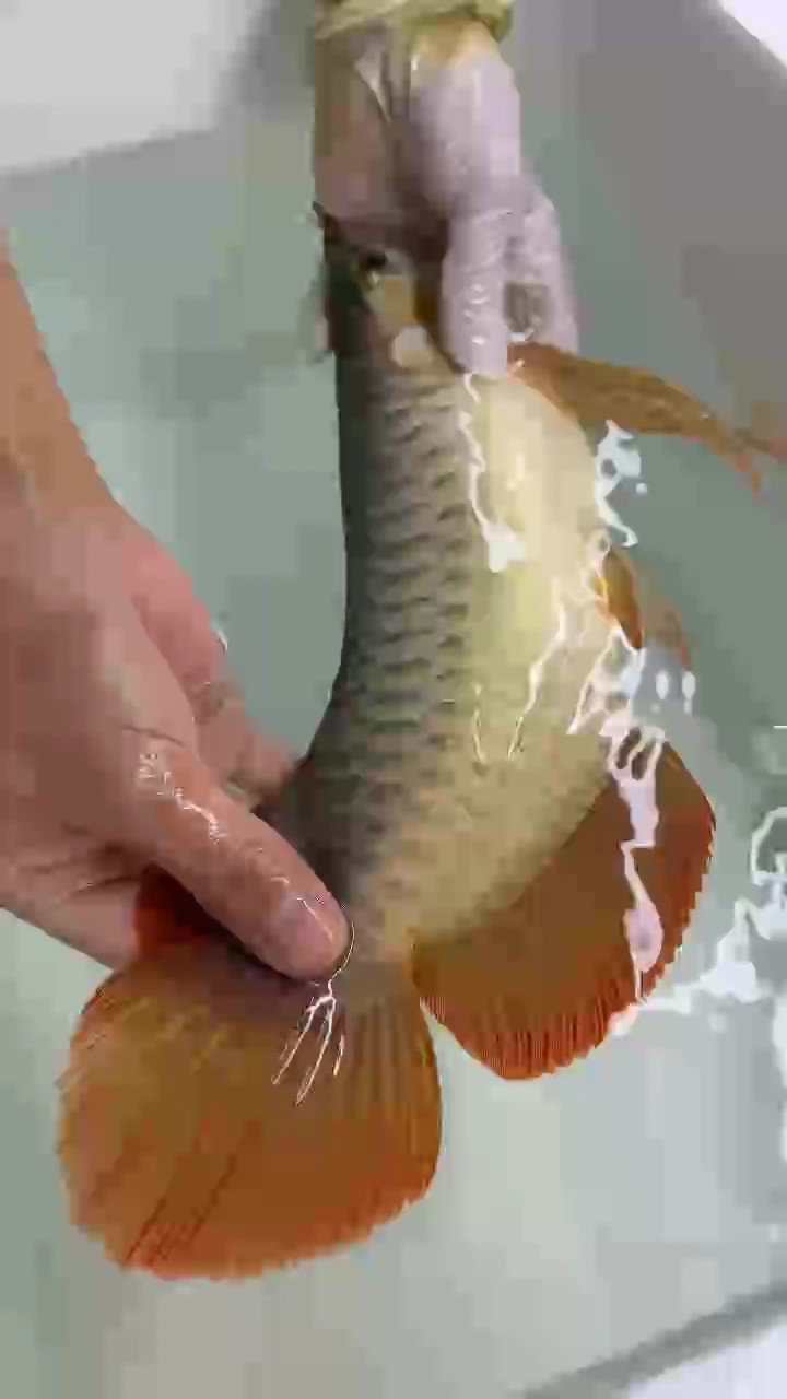 萬隆天王中國總部第二條紅魔王-002 出水，白色自然光秀波底色??