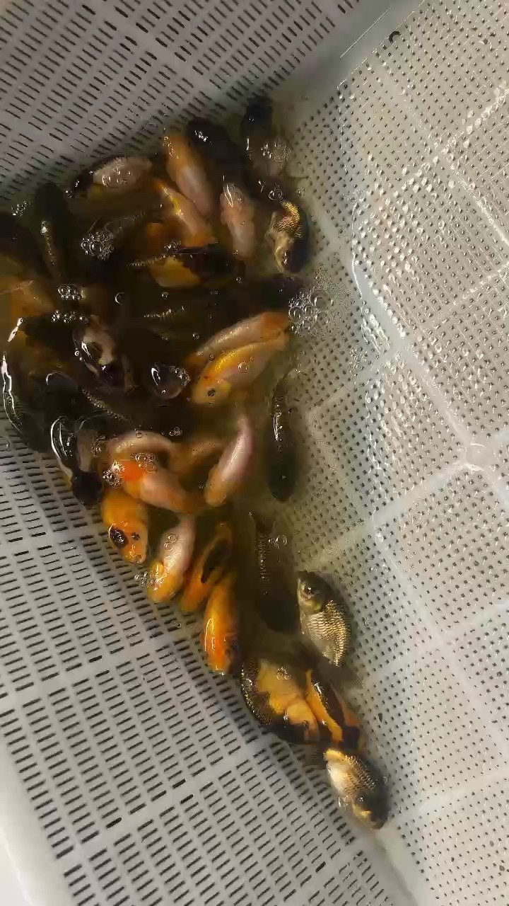 紅白蘭壽苗5塊一條可打包
