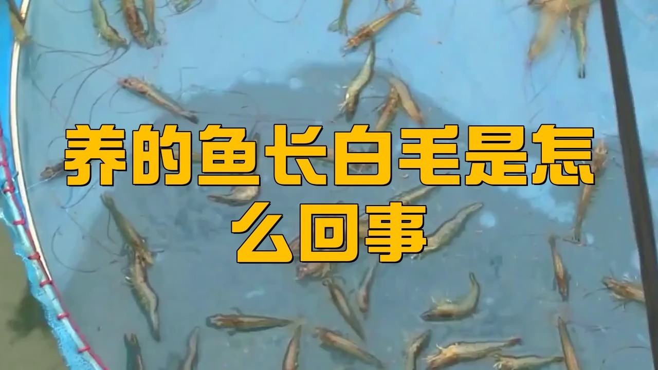 金龍魚起白毛