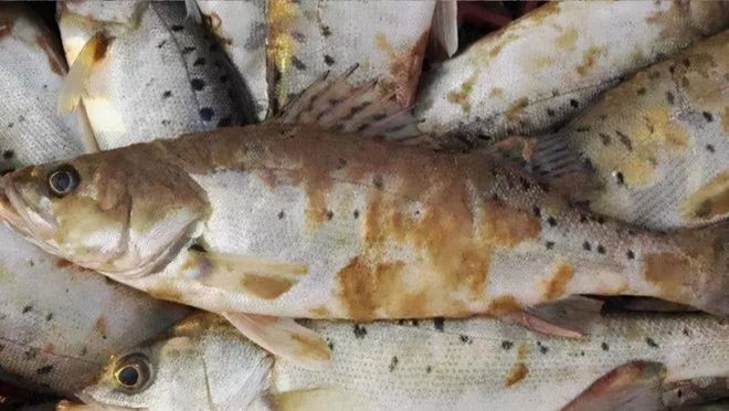 金龍魚起白毛