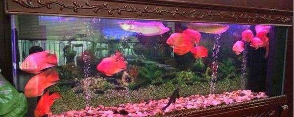 色彩心理學紅色魚缸燈管效果圖紅色魚缸燈管效果圖：紅色魚缸燈管效果圖紅色魚缸燈管效果圖 色彩心理學紅色魚缸燈管效果圖紅色魚缸燈管效果圖：紅色魚缸燈管效果圖紅色魚缸燈管效果圖 魚缸百科 第3張