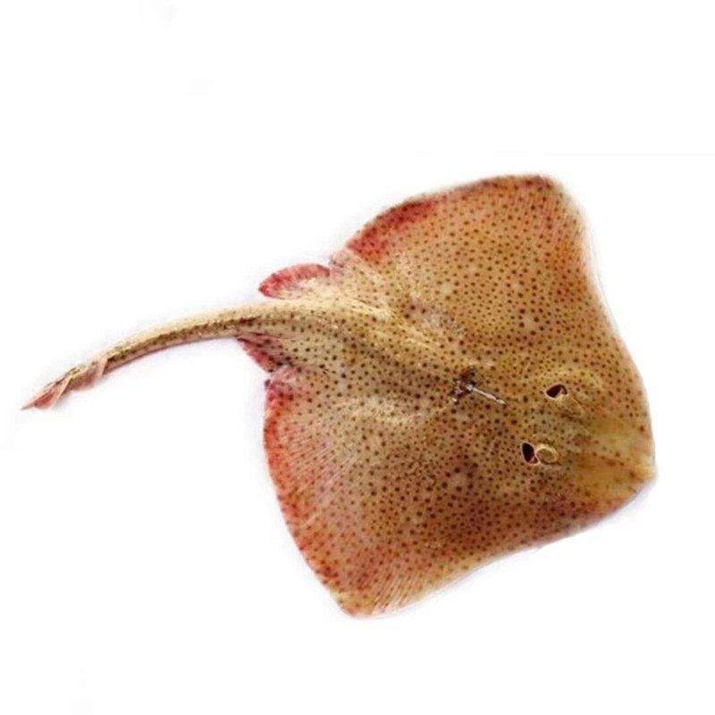 魟魚500g價格表 魟魚500g價格表 龍魚論壇 第1張