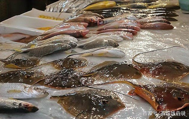 魟魚500g價格表 魟魚500g價格表 龍魚論壇 第3張
