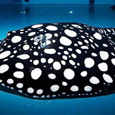 魟魚500g價格表 魟魚500g價格表 龍魚論壇 第7張