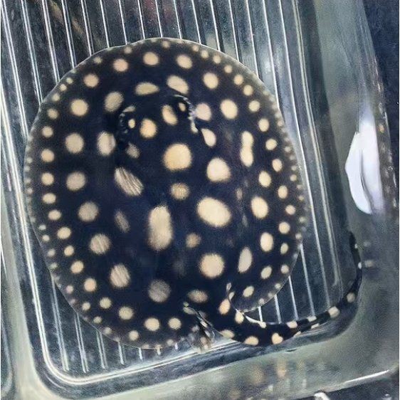 魟魚500g價格表 魟魚500g價格表 龍魚論壇 第9張