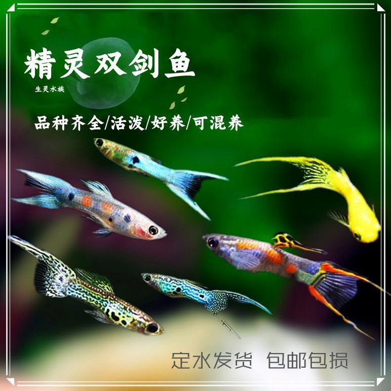 火焰精靈孔雀魚
