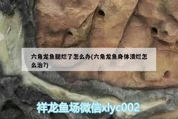 六角恐龍魚被同類咬傷了手指怎么辦：六角恐龍魚被咬傷了怎么辦