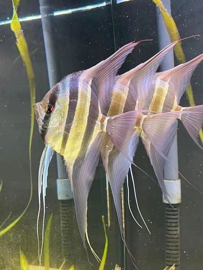 六角恐龍魚被同類咬傷了手指怎么辦：六角恐龍魚被咬傷了怎么辦