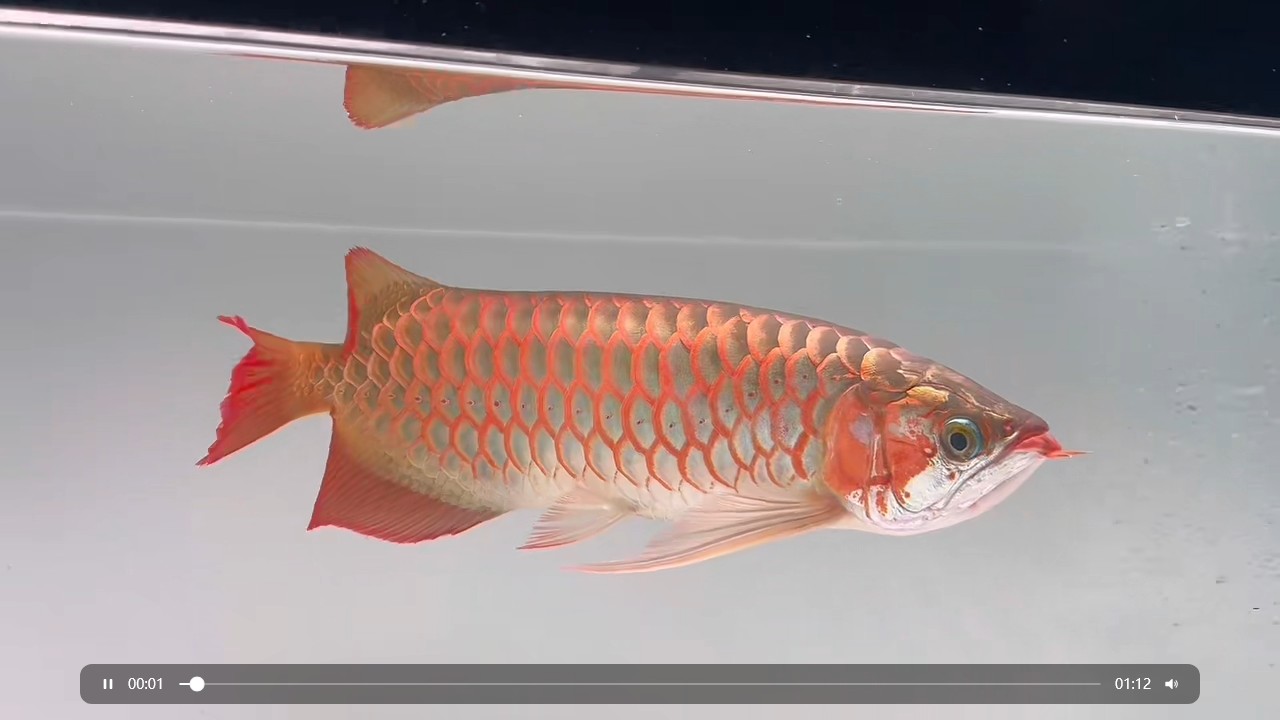 白玉紅龍魚好魚好價 白玉紅龍魚好魚好價