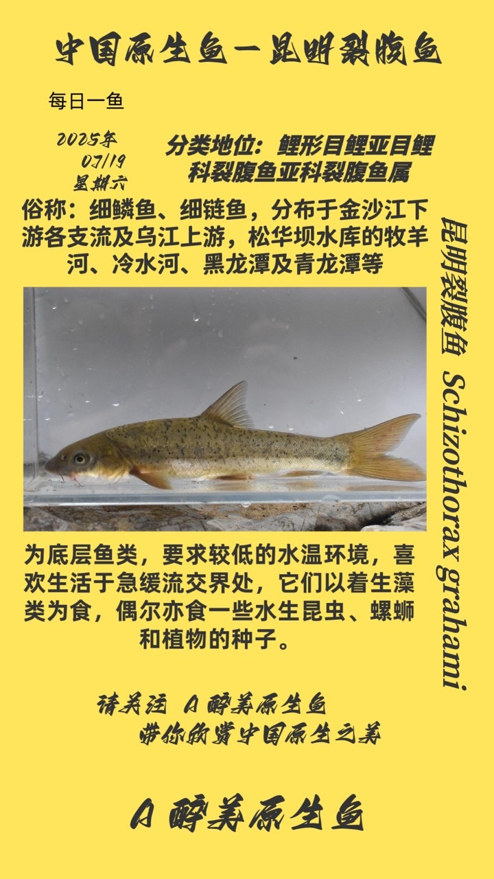 昆明裂腹魚