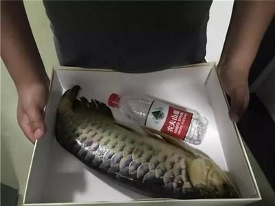 貴陽金龍魚董事長兒子叫什么名字呢，貴陽金龍魚董事長兒子叫金龍