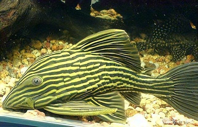 皇冠豹魚(yú)最忌三種東西 皇冠豹魚(yú)最忌三種東西 龍魚(yú)論壇 第9張