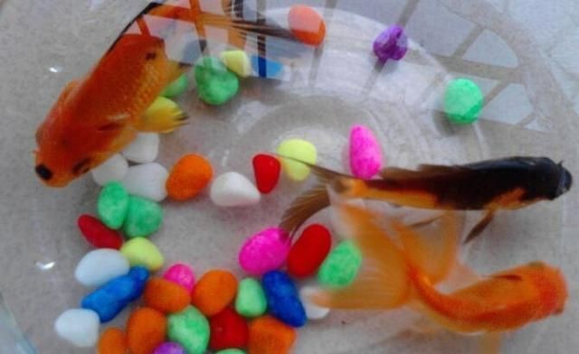 魚缸里的故事100字左右：小魚的意外消失，魚缸生態平衡的重要性