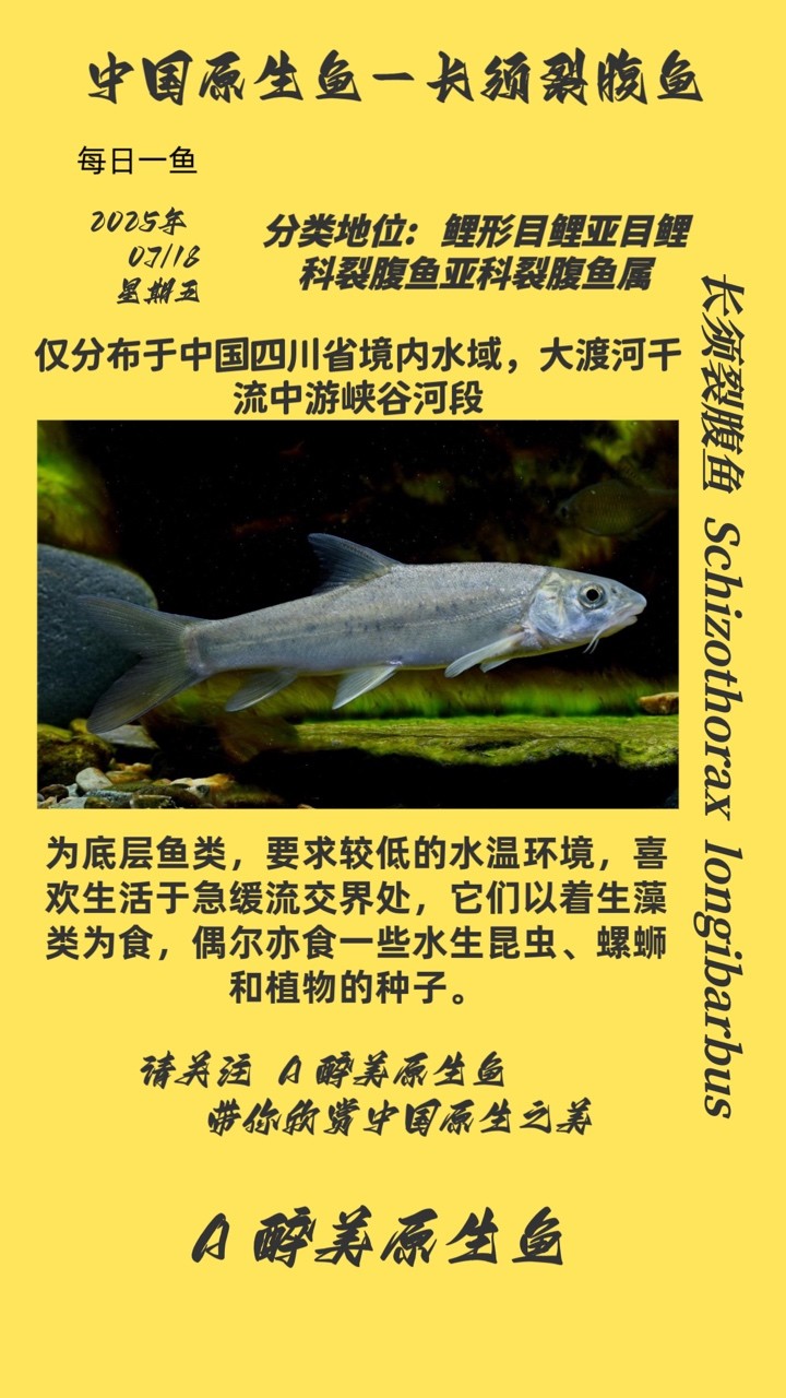 長須裂腹魚