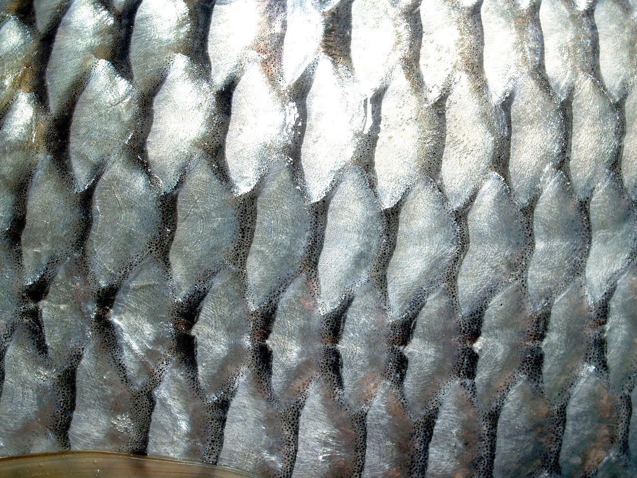 黃河大鯉魚一般多少斤