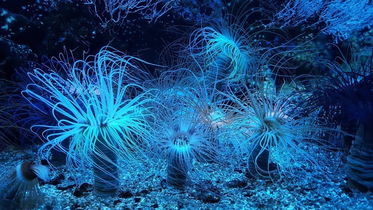 榆林水族魚館和青口有三個水族店鋪在青口有幾個水族店鋪，榆林水族市場