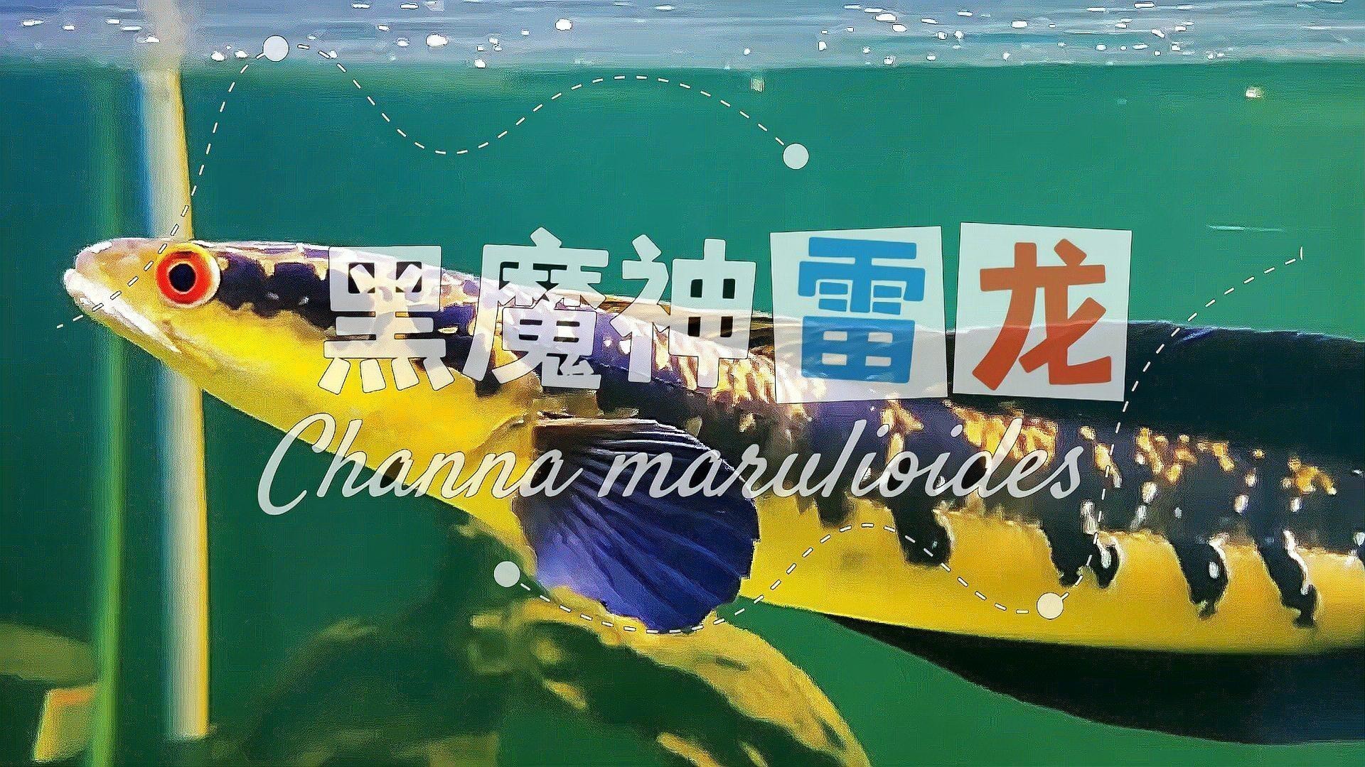 大型雷龍魚有哪些品種