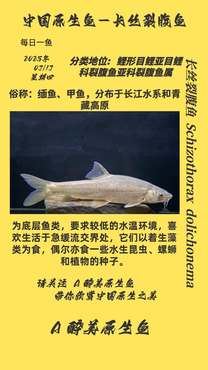 長絲裂腹魚