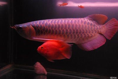 龍魚幾個月沒有換水了怎么辦：龍魚幾個月沒換水了怎么辦