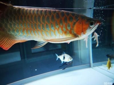 龍魚幾個月沒有換水了怎么辦：龍魚幾個月沒換水了怎么辦