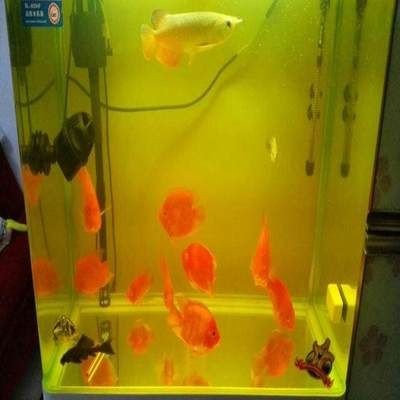 高錳酸鉀魚缸消毒的注意事項：高錳酸鉀魚缸消毒濃度配制對于養魚愛好者來說非常重要