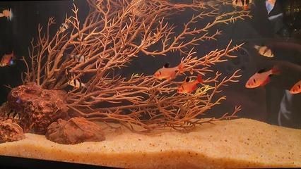海王魚缸是由多家公司生產的，以下是相關信息搜索結果：海王魚缸廠家全面介紹 海王魚缸是由多家公司生產的，以下是相關信息搜索結果：海王魚缸廠家全面介紹 魚缸百科 第1張