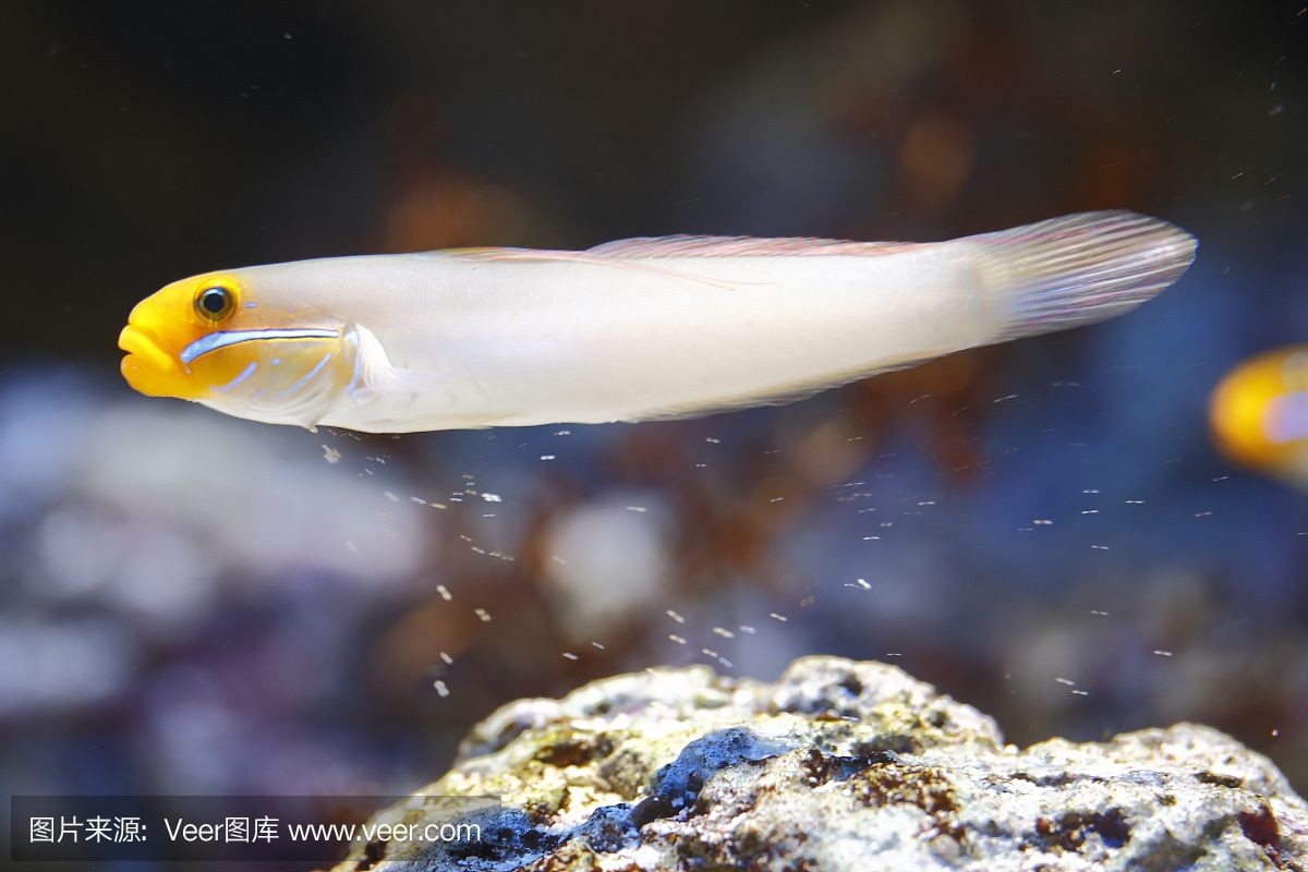 海王魚缸是由多家公司生產的，以下是相關信息搜索結果：海王魚缸廠家全面介紹 海王魚缸是由多家公司生產的，以下是相關信息搜索結果：海王魚缸廠家全面介紹 魚缸百科 第4張