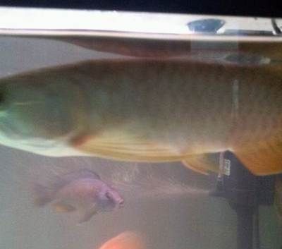 廣州龍魚比賽獎金多少錢一個月：廣州龍魚錦標賽冠軍賣價108萬?魚主:沒賣