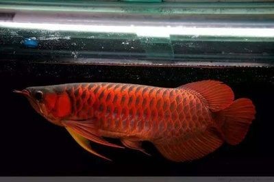 龍魚為什么會爬缸：龍魚為什么會爬缸呢？