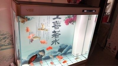 森森魚缸和yee魚缸哪個好：森森魚缸與yee魚缸哪個好