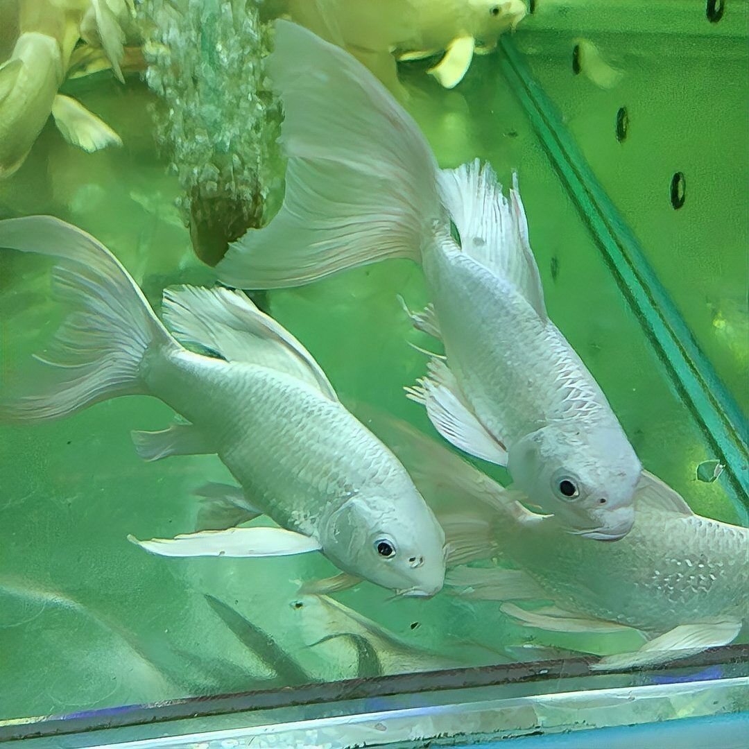 蝴蝶鯉最愛3種食物